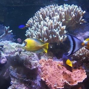 Meet your Posher, Sandy